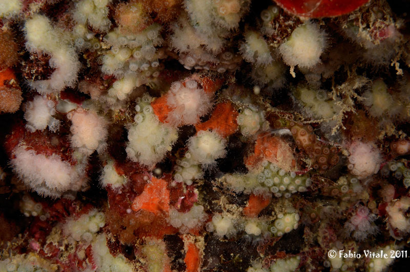 Madracis pharensis